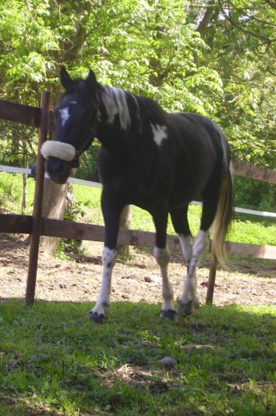Mon poney NITENDO DE LUZ